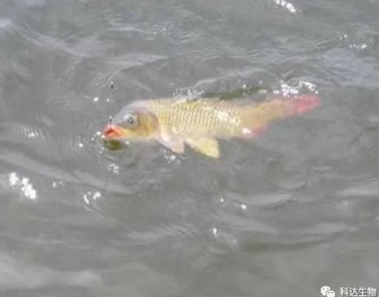 漁塘高溫模式--科達為你科學導航